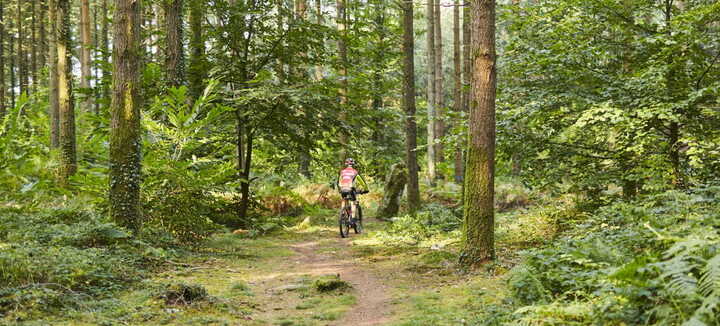 Camors - Circuit VTT - Circuit de la Forêt