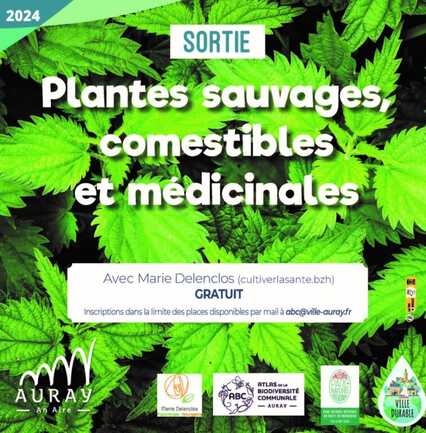 Sortie plantes sauvages, comestibles et médicinales